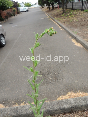 tarweed, coast